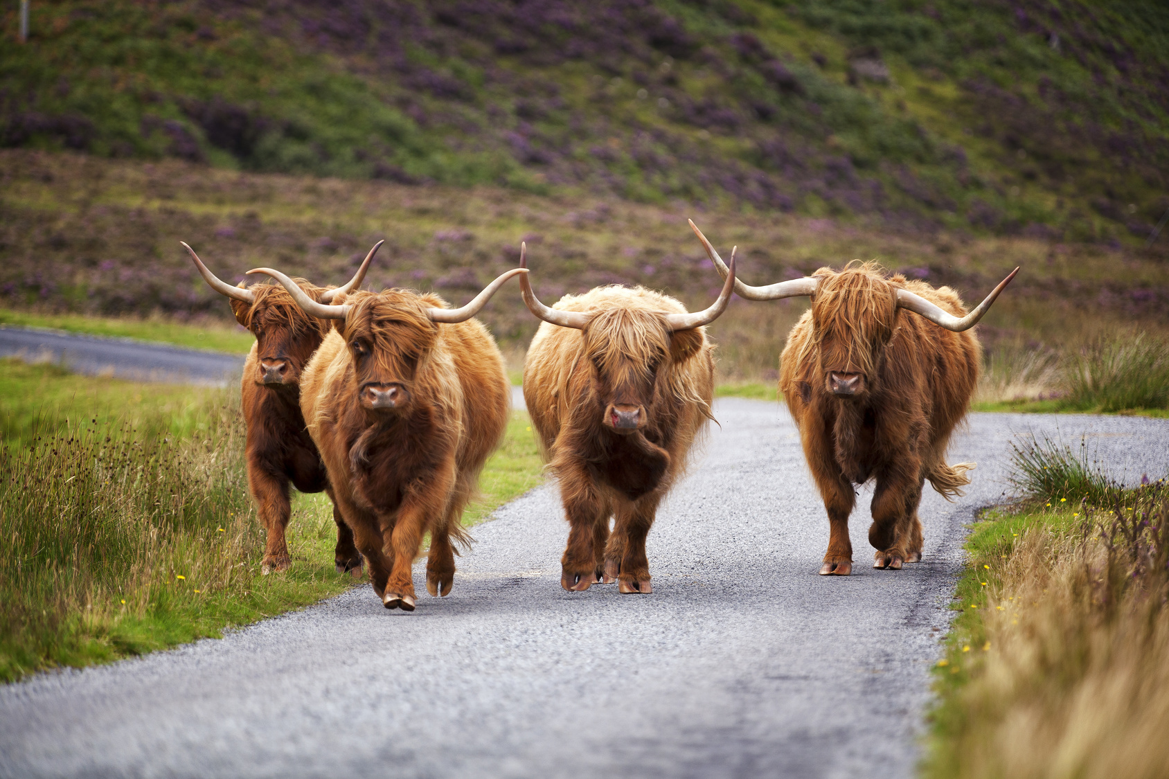 Isle-of-Skye-Scottish-Cows