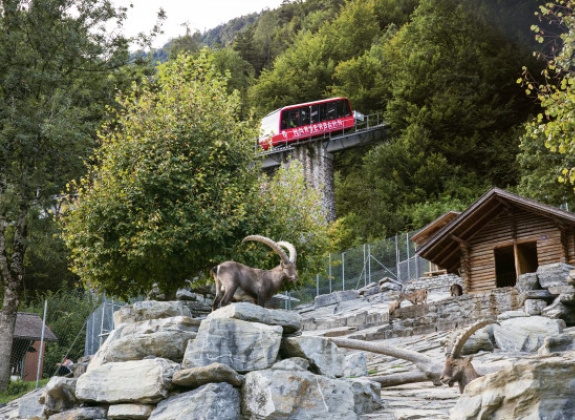 harderbahn-harder-kulm-interlaken-wildpark