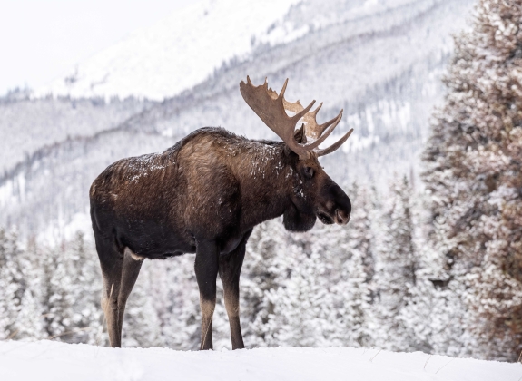 moose-in-snow-in-jasper-canada_1608601924_web