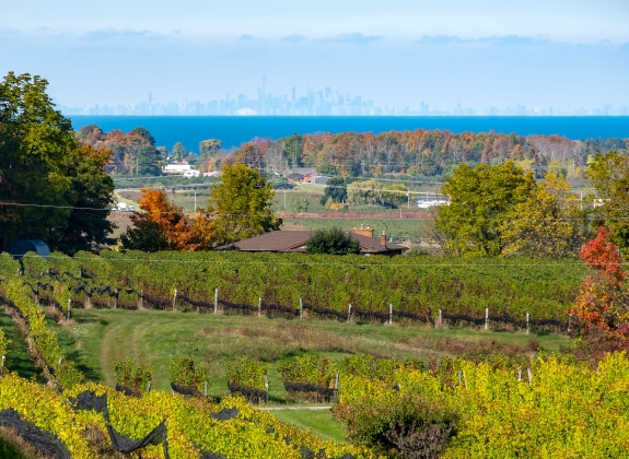 niagara-region-vineyard-toronto-skyline_1536750668_web