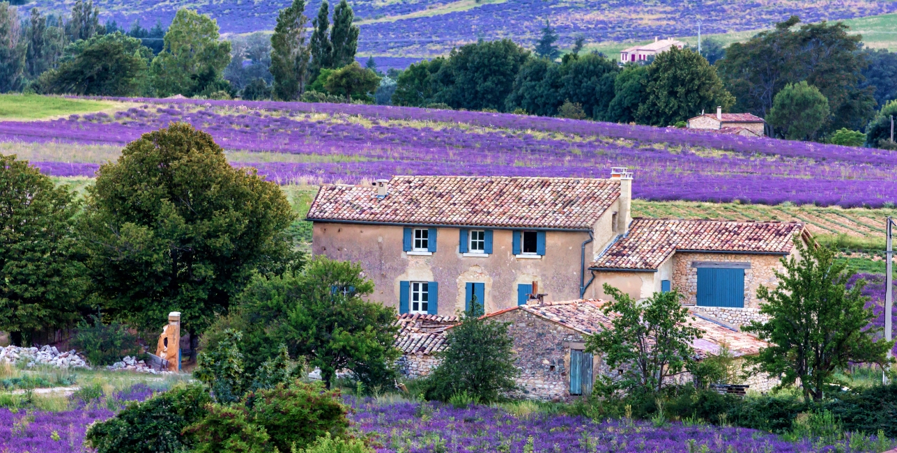 lavender field provence,france