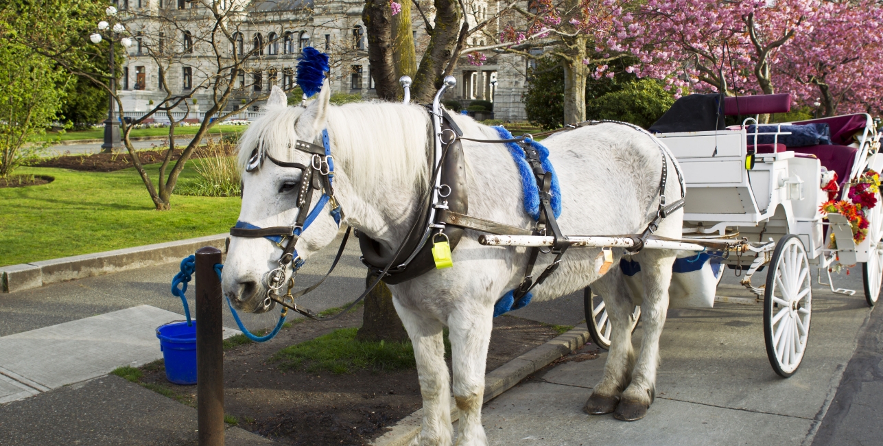 White horse with cart attached in front of capital building of Victoria Canada