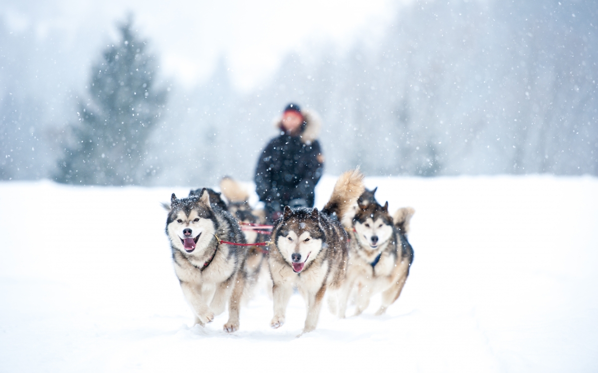 Dog Sledding in Alaska