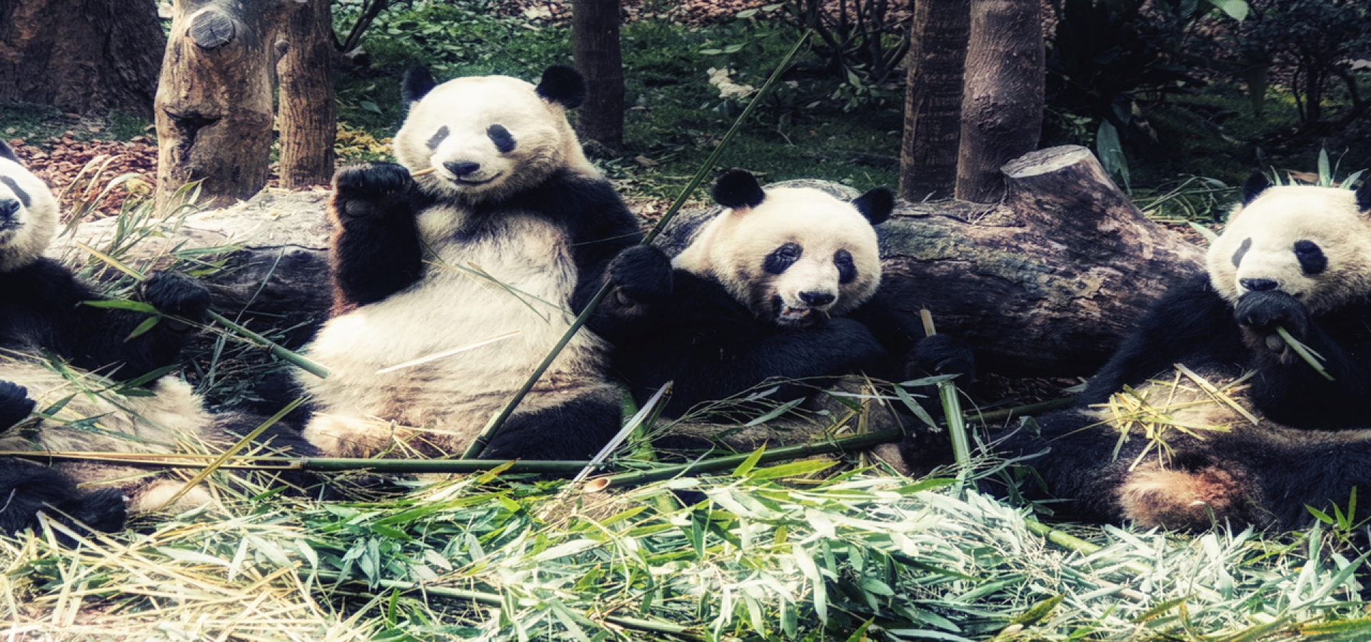 6.-Pandas-in-Chengdu-1800x600