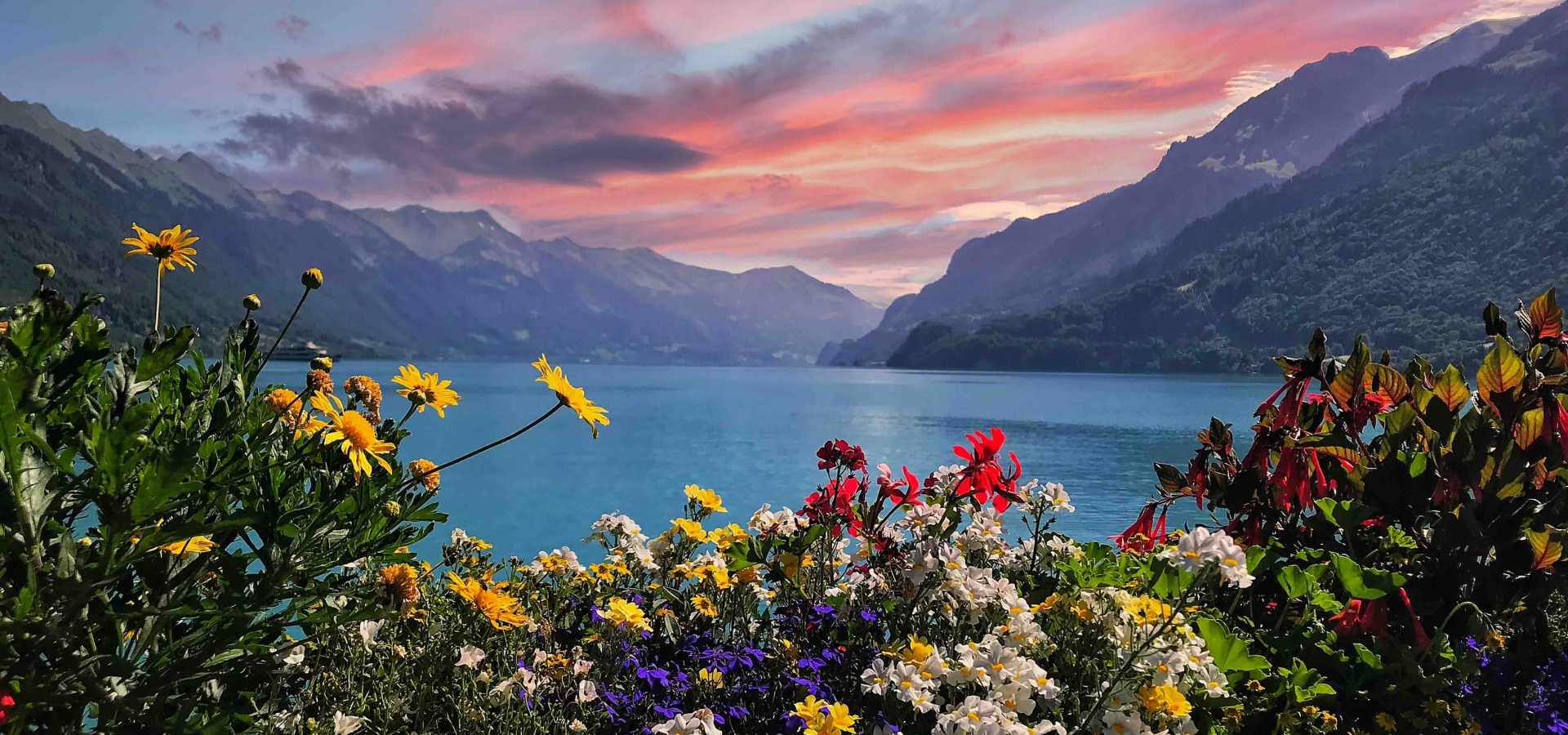 lucerne_switzerland_mountain_flowers