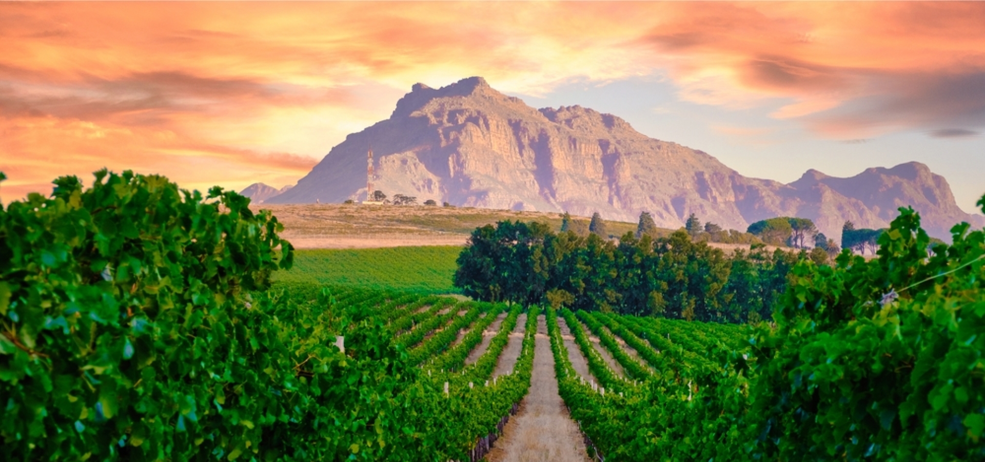 Vineyard landscape at sunset with mountains in Stellenbosch near Cape Town South Africa. wine grapes on the vine in the vineyard Western Cape South Africa Stellenbosch mountains