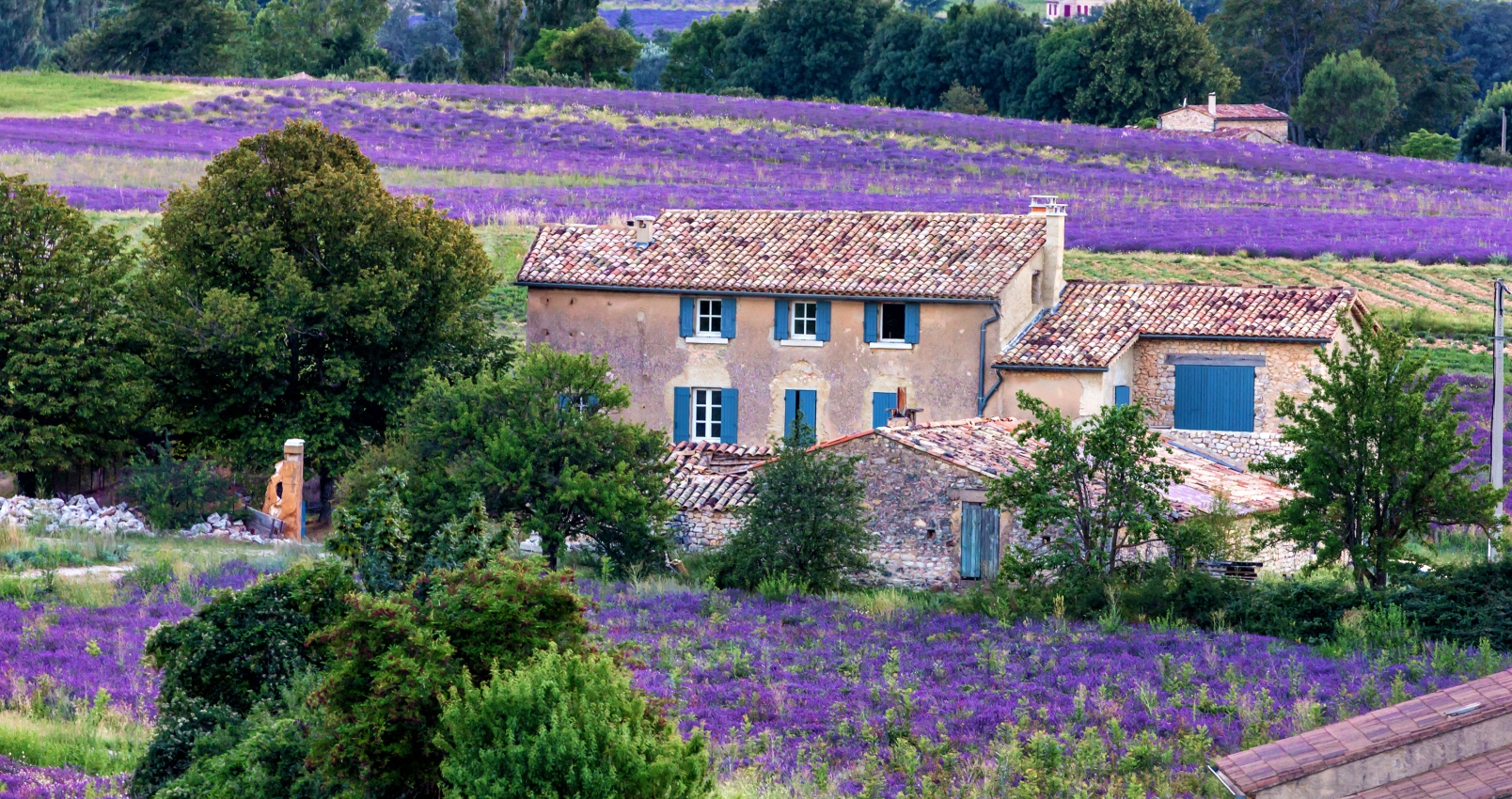 lavender field provence,france