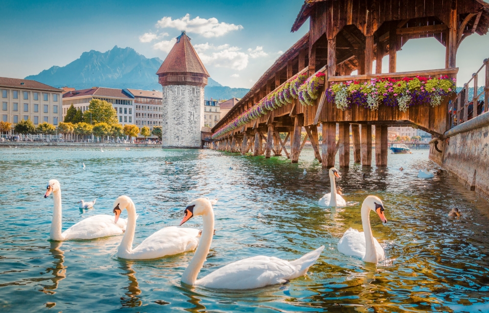 Swans swim in the river in front of the Chapel Bridge in Lucerne.
