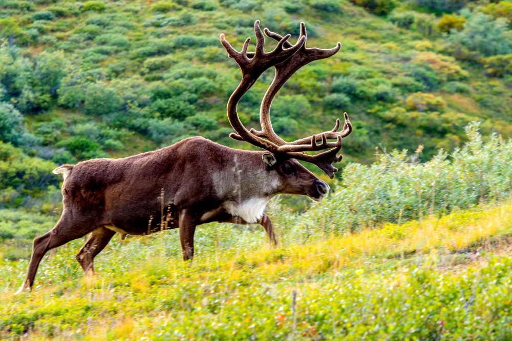 caribou in denali national park