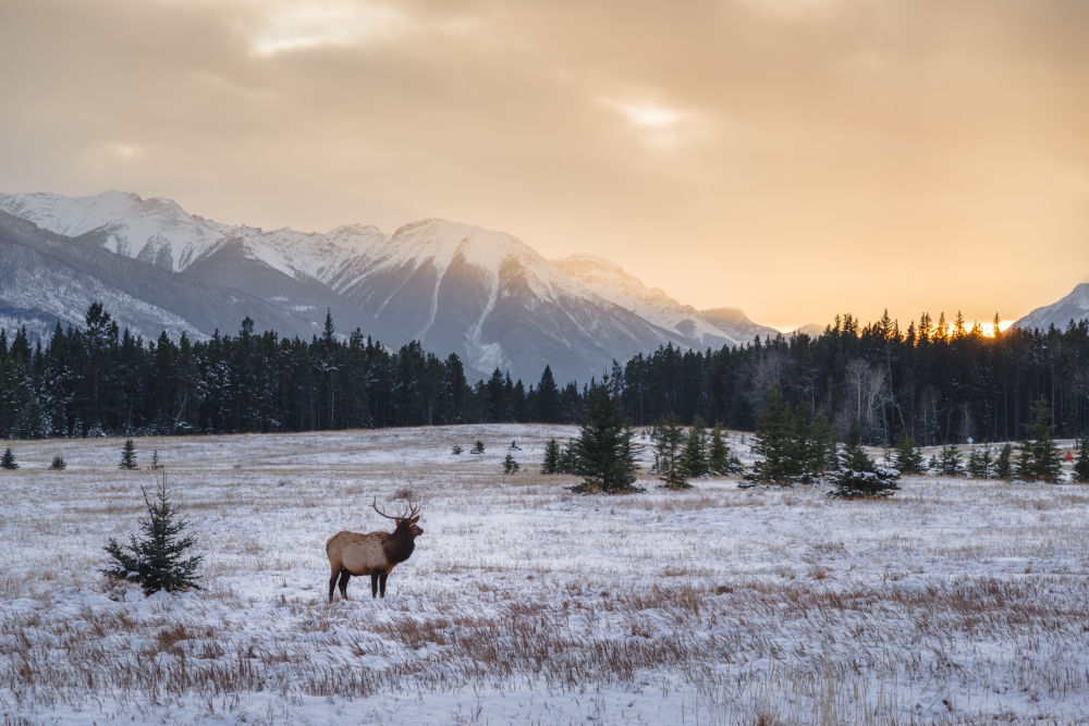 elk in Canada with snow on the ground
