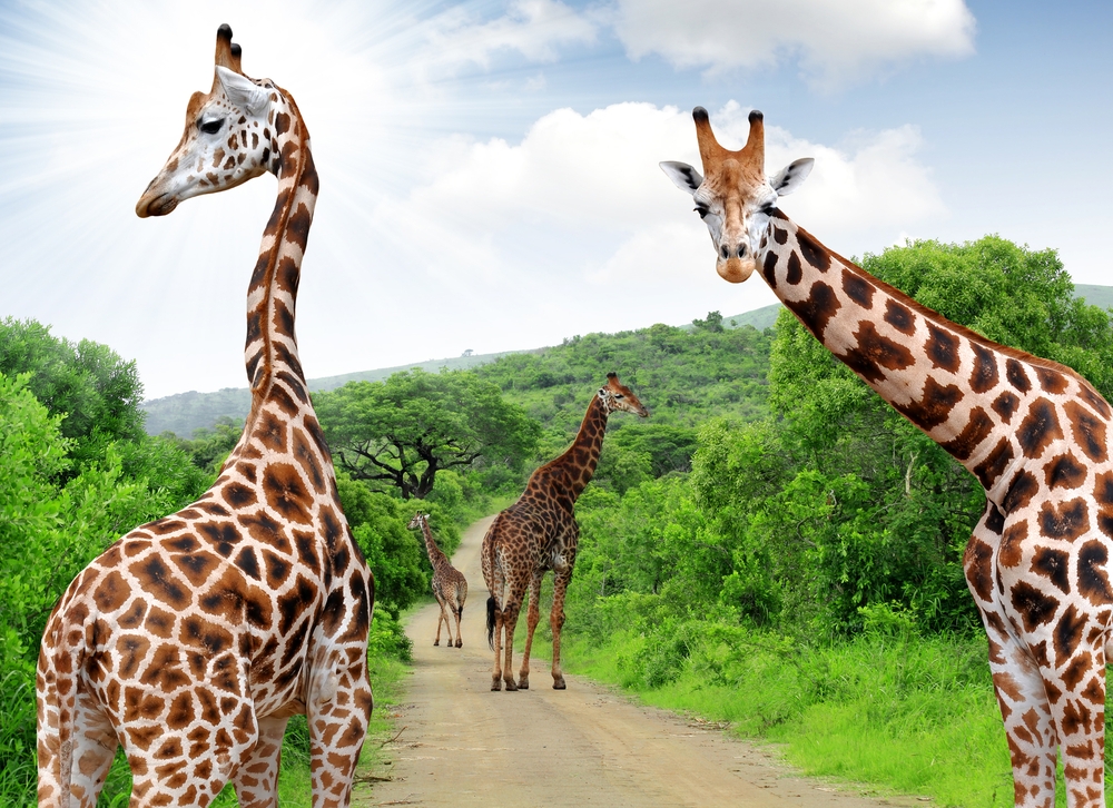 kruger-national-park_giraffes_web_121889923