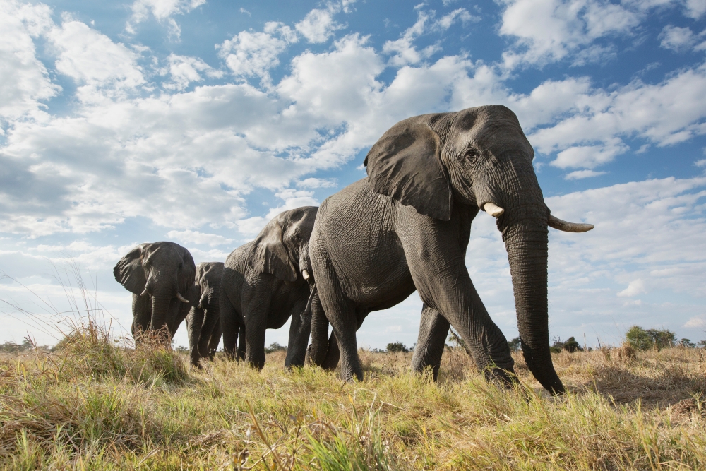 kruger-national-park_safari_elephants_1344935111_web