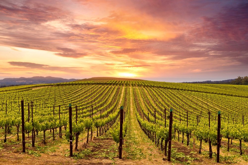 napa_valley_vineyards_sunset